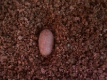 Scheinder skink egg