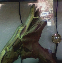 Schneider Skink pair