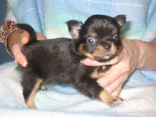 our new baby Cairo