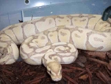 banana het clown F1
