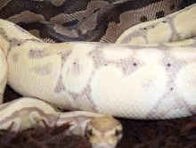 banana het clown F2