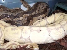 banana het clown F2P2