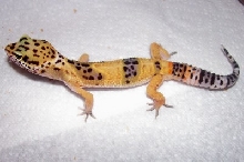 Runt at 3 months