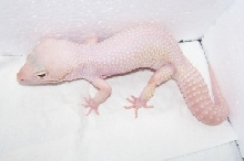 Blizzard Lizard