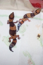 New fat tail geckos