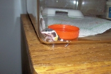 First ever hatchling!