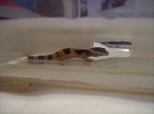 Another shot of our first hatchling