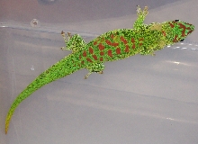 Female p.grandis