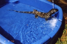oz in the pool