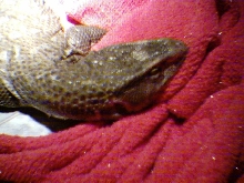 Snoozing