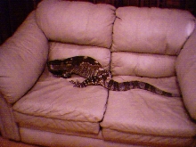 takes up the whole sofa
