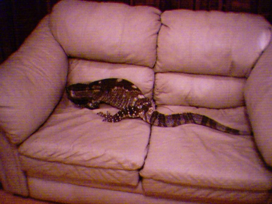 takes up the whole sofa
