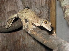 Female U. Sikorae (Lacuna)
