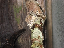 Female  U. Sikorae (Lacuna)