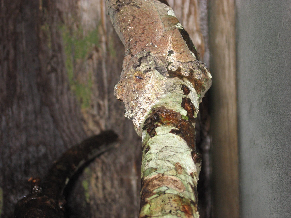 Female  U. Sikorae (Lacuna)