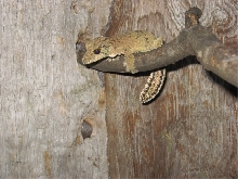 Female   U. Sikorae (Lacuna)