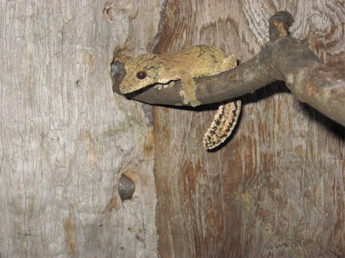 Female   U. Sikorae (Lacuna)