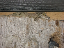 Female   U. Sikorae (Lacuna)