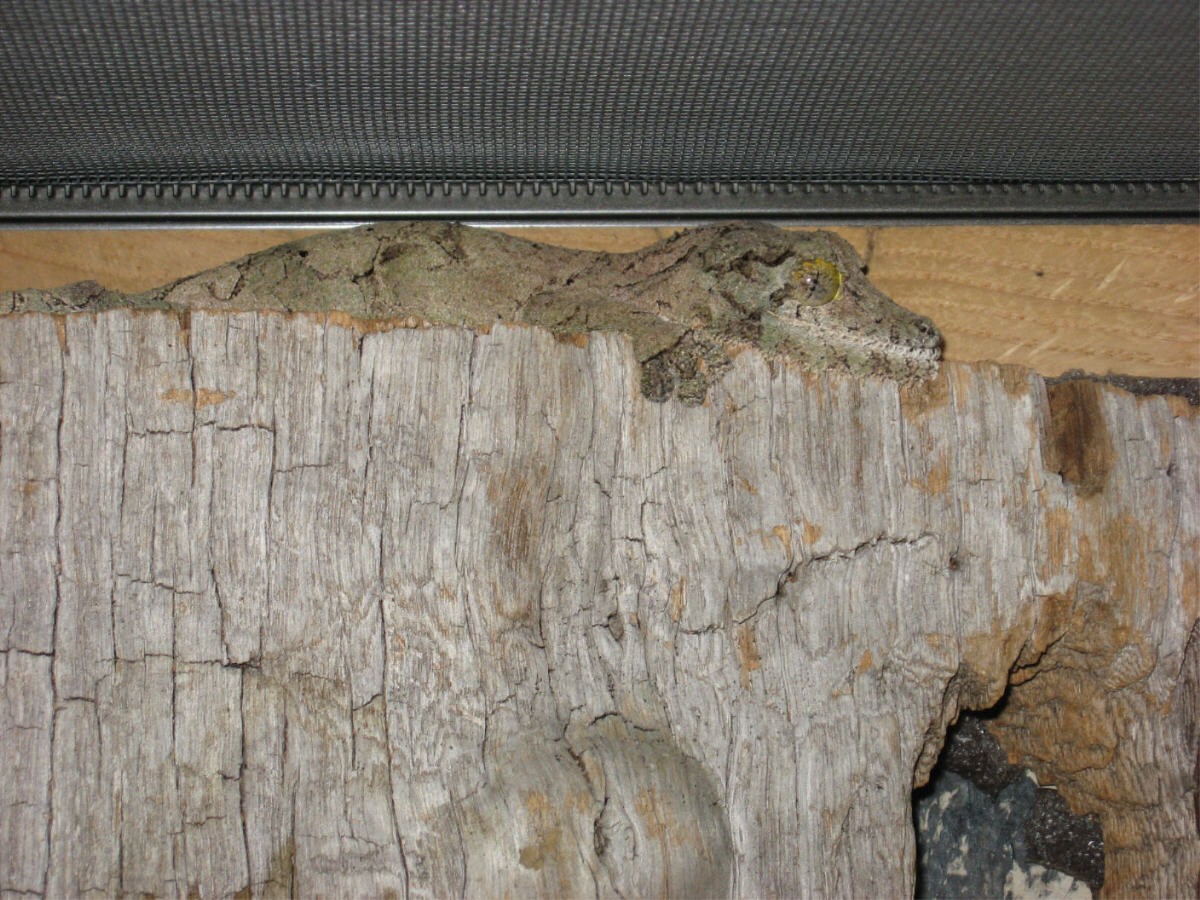 Female   U. Sikorae (Lacuna)