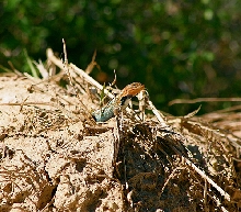 Sceleporus consobrinus