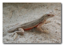 Female Fringee