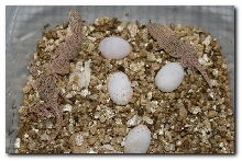 Fringee's Hatching