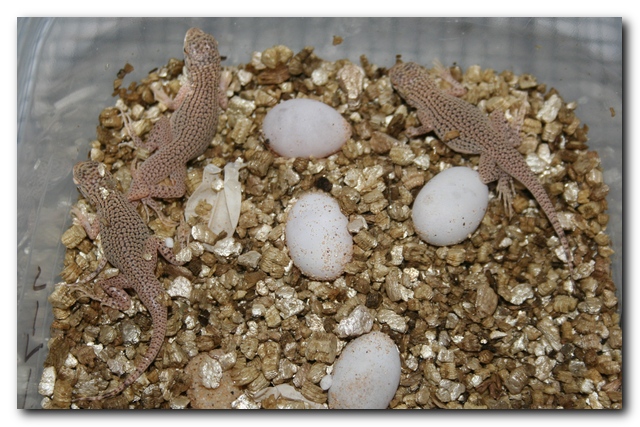 Fringee's Hatching