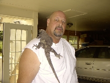 Angel Island Chuckwalla