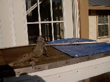 Angel Island Chuckwalla