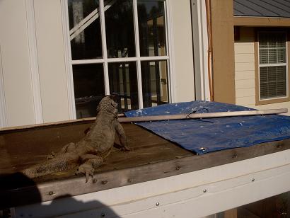 Angel Island Chuckwalla