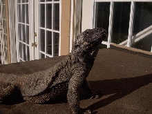 Angel Island Chuckwalla