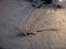 My Fring-toed sand lizard