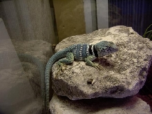 Dickersonae Collard Lizard