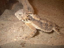 Male Solare