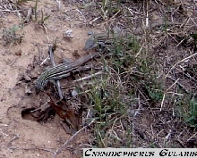 Pair of Texas Whiptails