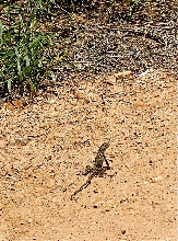Reticulate Collared Lizard