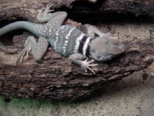 chrotyphatus dickersonae