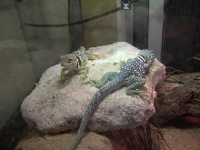 Crotyphatus dicksonae