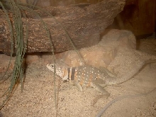 Orange Bar female-Annabelle
