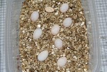 Fringee Eggs