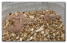 4 last Fringees hatched