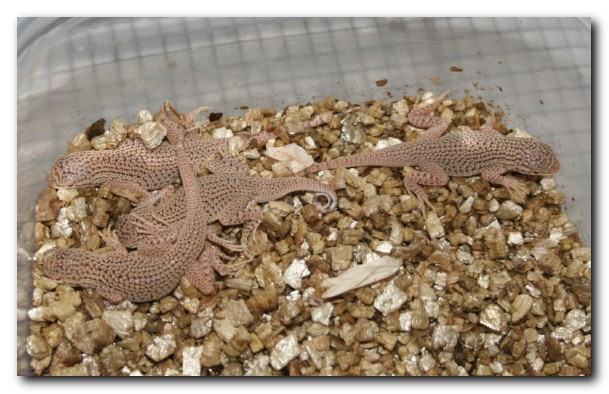4 last Fringees hatched