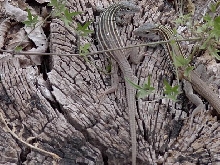 Texas Whiptails