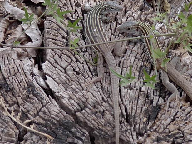 Texas Whiptails
