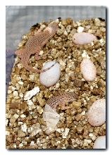 HAtching Finge-toed Sand Lizards,  Uma Notata