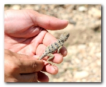 Male Retic