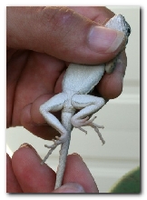 Retic Male Underside