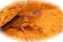 Female Reticualte Collared Lizard