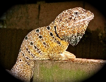 Crotaphytus Reticulatus