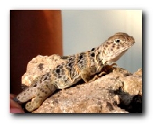 Male Retic
